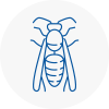 Bicester Wasp Nest Removal